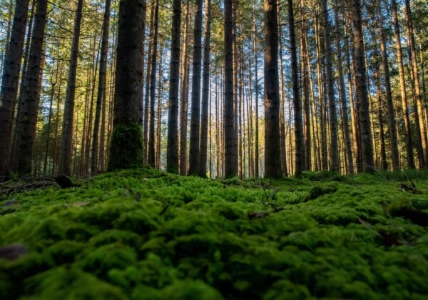 Using GIS to Lead in Sustainable Supply Chain Management